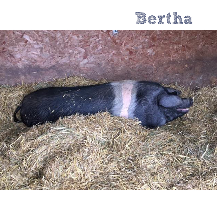 Bertha’s brood ready to arrive very soon!