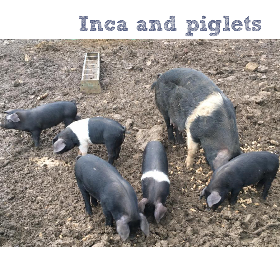 Inca loving the fresh air with her piglets